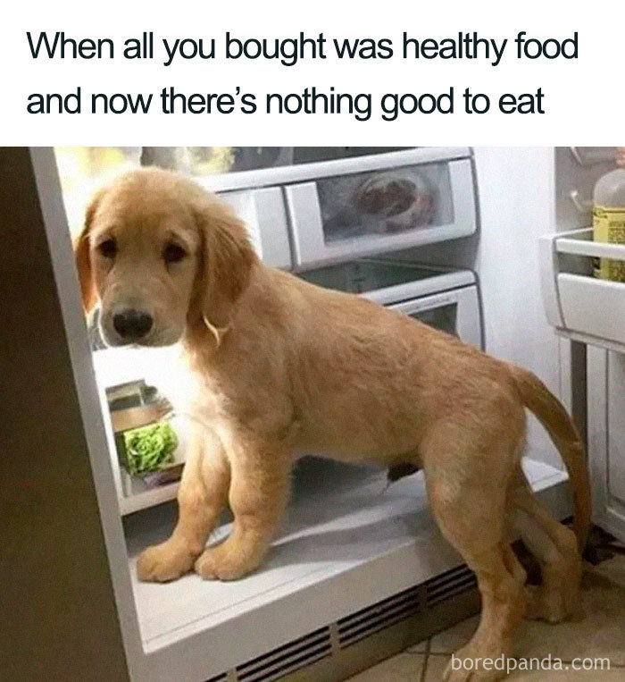 dog diet – used